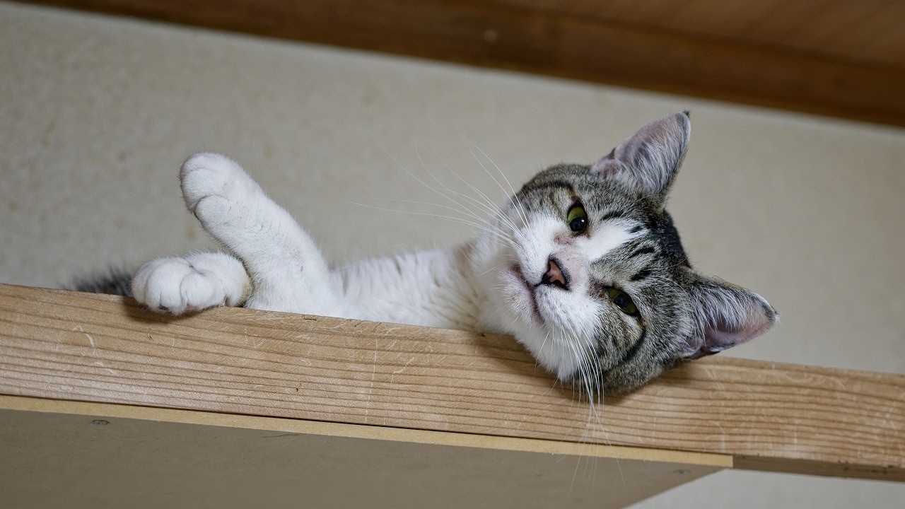 ソノハラくん旅立つ