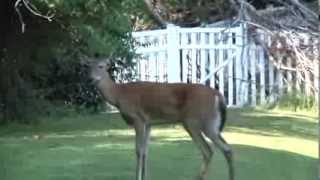 EHD Deer Drowns