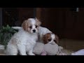 Cavapoo dogs for sale: Teri - Video 1