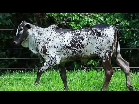 FEMEA NELORE PINTADO - AMIZADE DA VISA - VISA 194