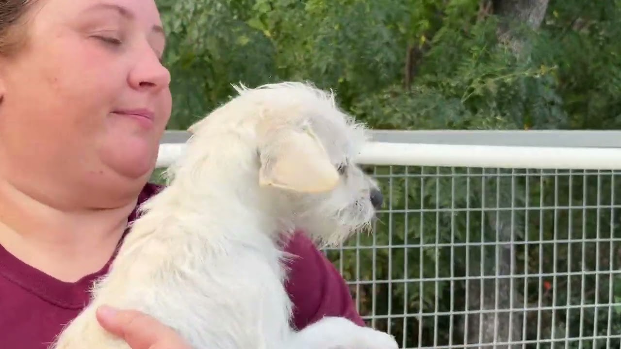 Enlarge Bess, a Adoptable mixed breed in Austin, TX video 6/6