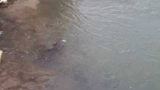 preview picture of video 'Big Trout Swimming in Meadows Creek Pond'