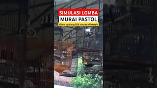 Download lagu Simulasi lomba murai batu pastol jernih #simulasilombamuraibatu #simulasilombapastol #muraibatugacor mp3
