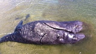 TWO HEADED CONJOINED GRAY WHALES