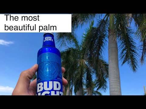 Roystonea regia (royal palm)