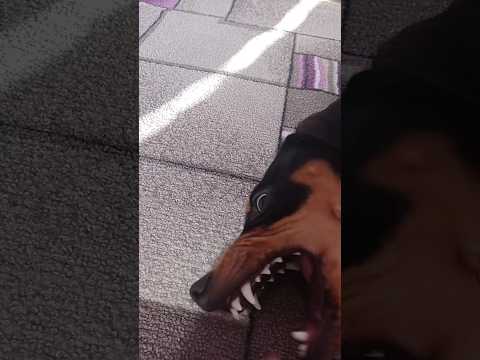 ха ха ха #незнаючтоэто #собака #молли #рекомендации