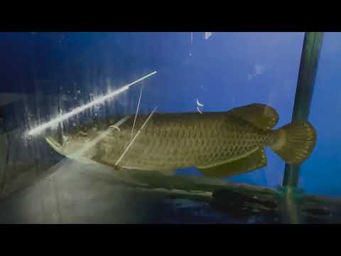 Arowana Fish with Royal Colors🐠 $