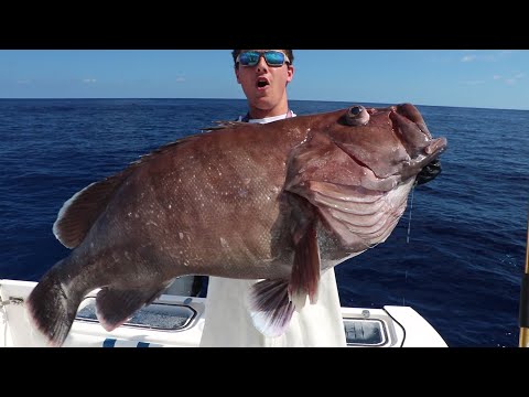 How to CHEAT Fish Mystic grouper EVERYTIME!!
