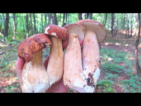 E ovo su VRGANJI !!!