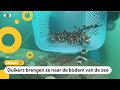 Deze baby-haaien krijgen eigen koraalrif om te overleven
