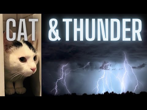 Sir Cat Scared of Thunderstorm