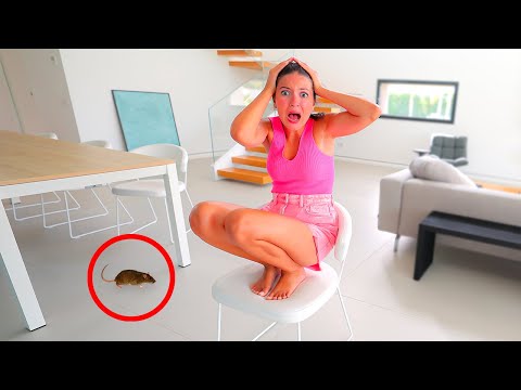 UN TOPO È ENTRATO IN CASA NOSTRA..