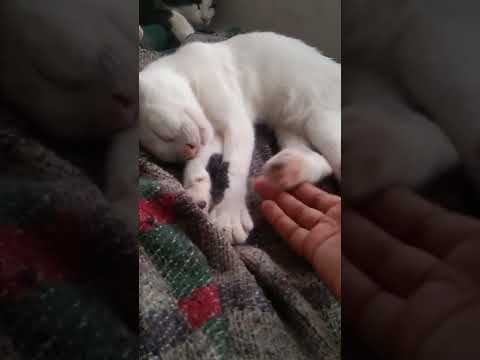 vaavachi😍😍😍😍😍😍😍😘😘😘😘😘😘😘😘😋😋😋