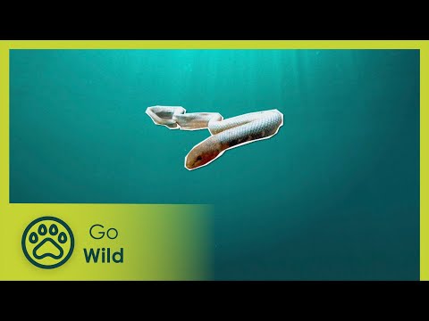 Reef catwalk - Barneys Barrier Reef 18/20 - Go Wild