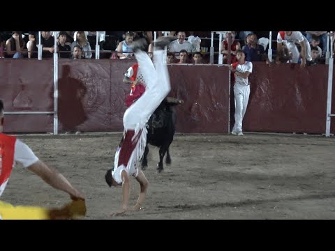 La Suerte de Recibir el Toro Boca Abajo Campeonato de Cortes Tudela de Duero 2024