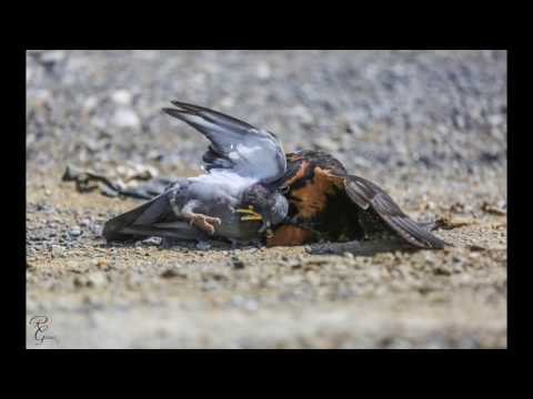Aplomado Falcon Hunting (falconry) — kooperatívny lov v praxi