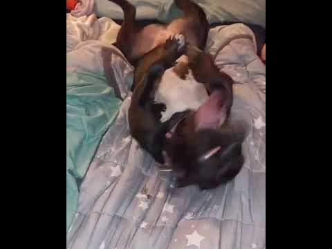 Doaa loves belly rubs. her channel is doaa anxiety muffin link in description and comments.