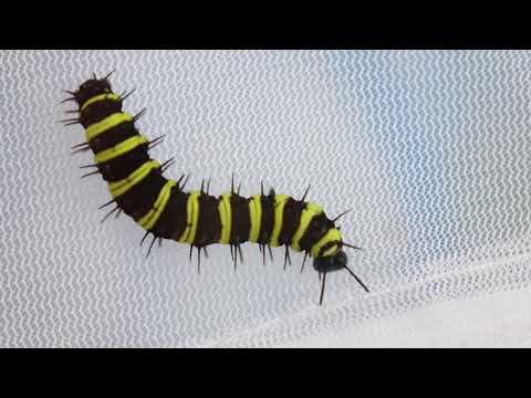 Bribie Island Butterfly House