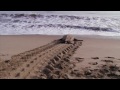 Learning about Leatherbacks
