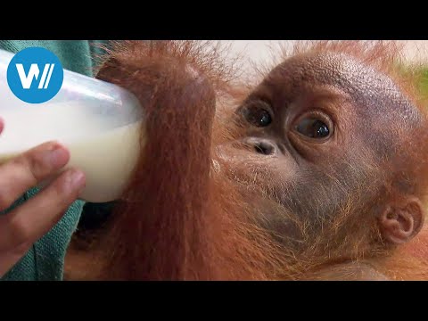 Sumatras letzte Orang-Utans (360° - GEO Reportage)