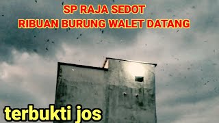 Download lagu SP RAJA SEDOT!!! MAMPU MENDATANGKA RIBUAN BURUNG WALET? TERBUKTI mp3 Download lagu SP RAJA SEDOT!!! MAMPU MENDATANGKA RIBUAN BURUNG WALET? TERBUKTI mp3