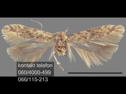 TUTA APSOLUTA VIŠE NIJE PROBLEM EVO KAKO JE UNIŠTITI