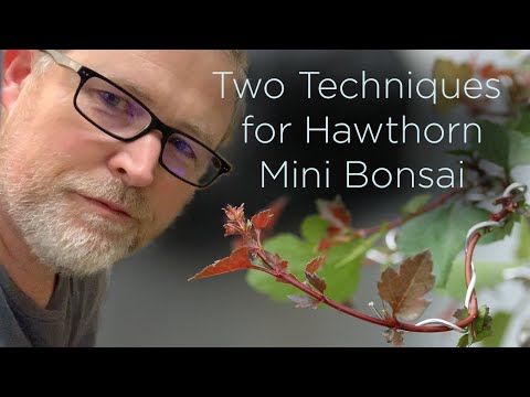 Bonsaify | Two Techniques for Wiring Mini Hawthorn Bonsai Trees