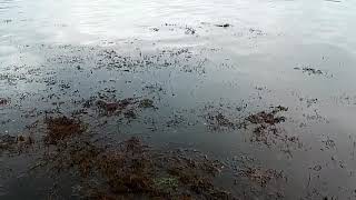 La Isla (Colunga) (+ M. Nyman - A bed of ferns)