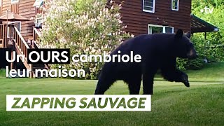 Un ours cambriole leur maison  - ZAPPING SAUVAGE