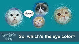 Eye color of purebred Scottish Fold, Straight and British cats