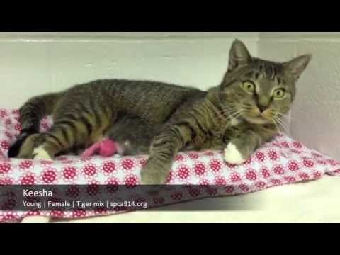 Keesha: An Adoptable Cat