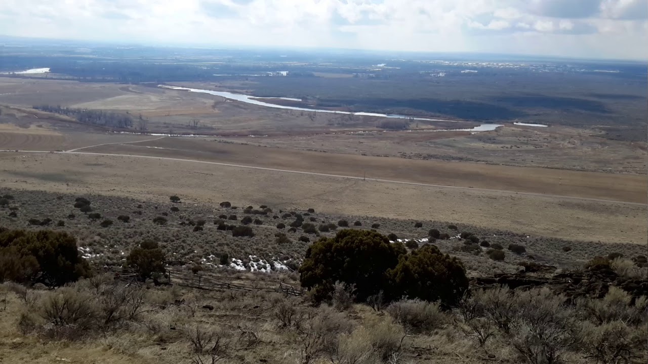 Western Juniper / Juniperus occidentalis Part 1 - YouTube