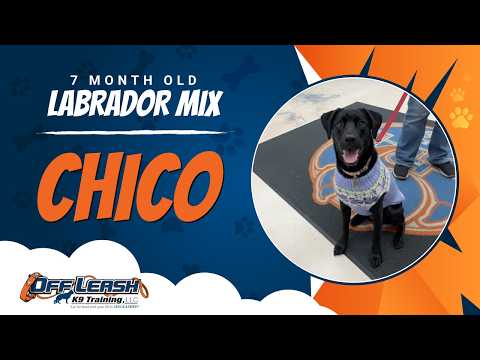 Chico , 7 Months Old , Labrador Mixes | Best Dog Training Nova￼￼