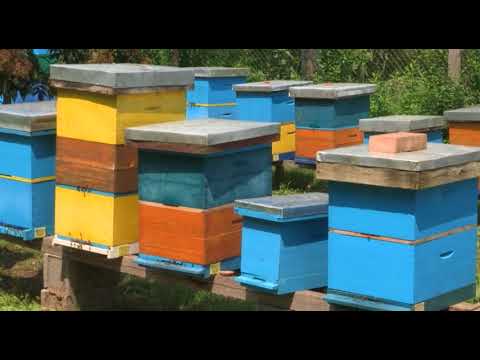 Boja meda ep.23 14.08.2018. - Zaštita medonosne flore, lekovita svojstva kestenovog meda...