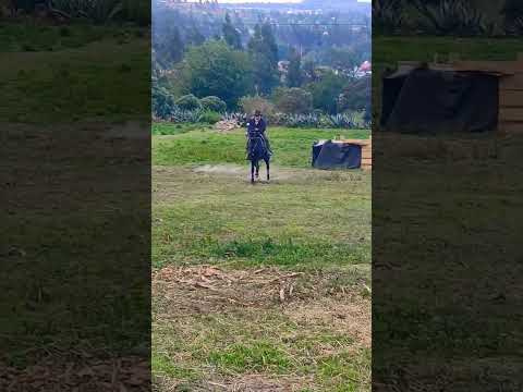 chagras chilcatingo,potra proceso de doma ,Pujili Cotopaxi,