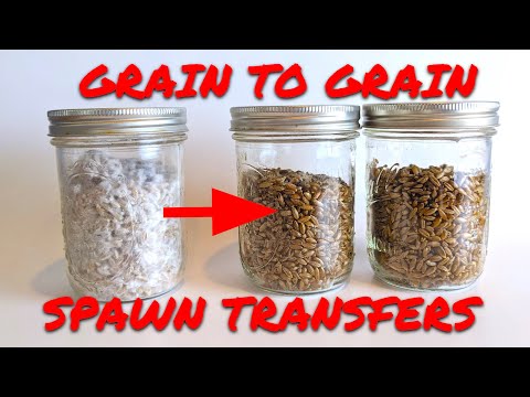 Grain to Grain Inoculation of Spawn for Mushroom Growing and Cultivation at Home in a Still Air Box
