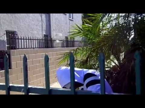 Young Maal - Cash Out (Official Music Video)