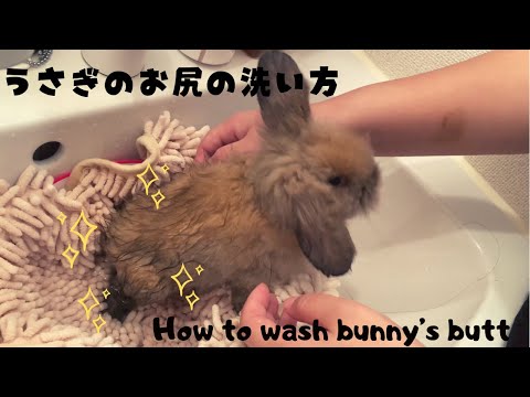 うさぎの洗い方