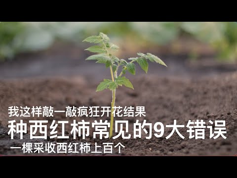 , title : '种西红柿常见的9大错误｜我这样敲一敲疯狂开花结果｜一颗采收西红柿上百个'