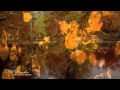 BERNWARD KOCH  - A Shimmer Of Leaves(Relaxing, soothing music)