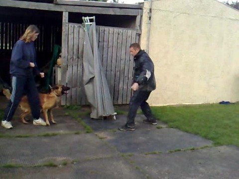 Don el alamain's at Asaldo