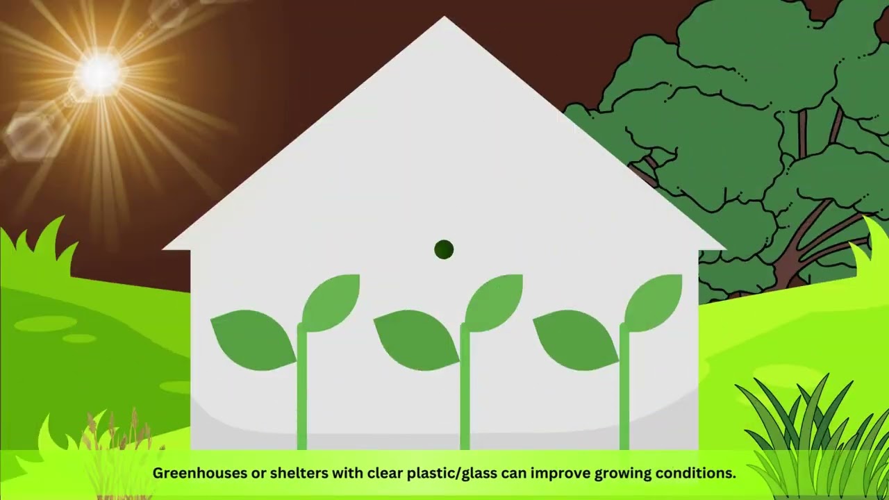 Growing food in Bendigo