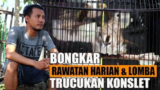 Download lagu DAILY TREATMENT AND BIRDS' RACING mp3