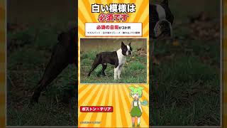 【犬種シリーズ #28】体高の決まりがなく、体重で3クラス｜ボストン・テリア