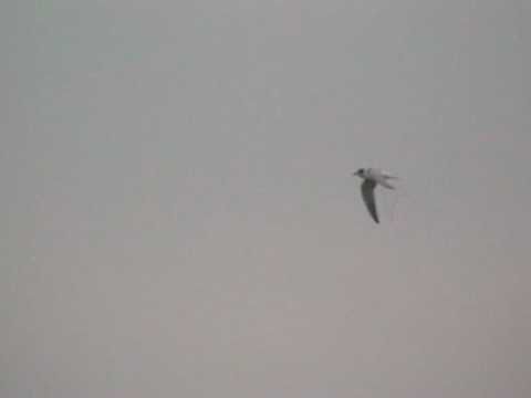 Birding Slovakia - Sterna hirundo - Rybár riečny