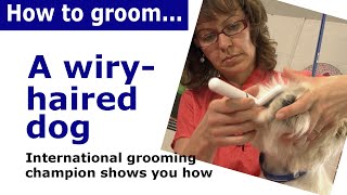 How to groom a wiry haired dog - dog grooming demonstration