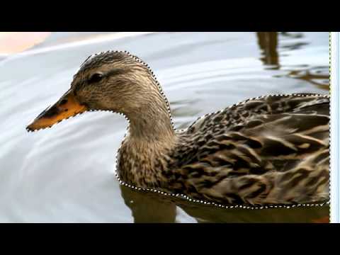 Bildbearbeitung mit Gimp - von der Ente zum Star ;)