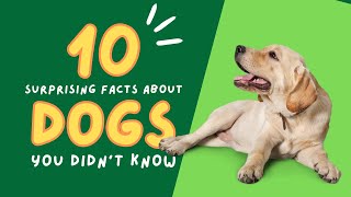 Top 10 Surprising Facts About Dogs You Didn't Know!