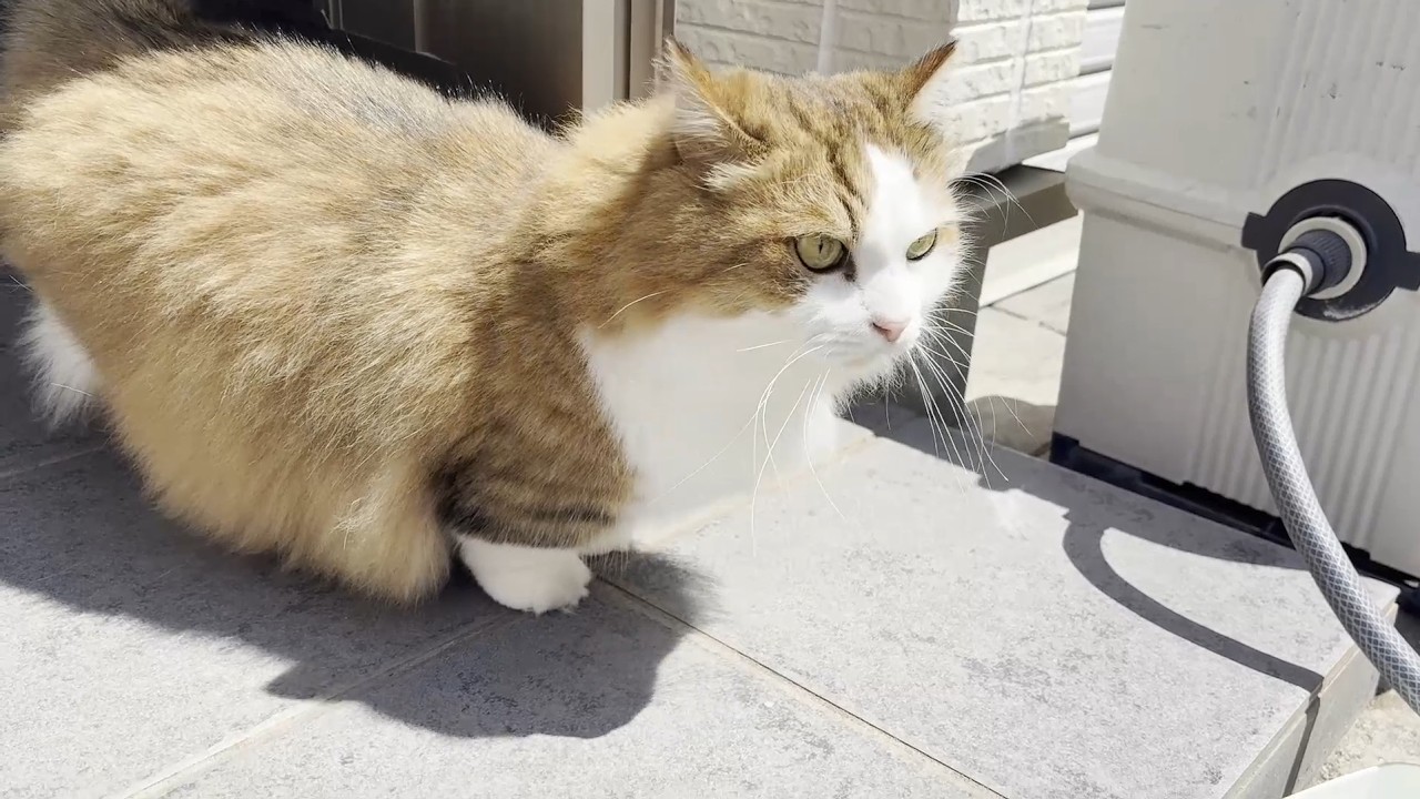 珍しく外に出てきてトイレ掃除を眺める猫