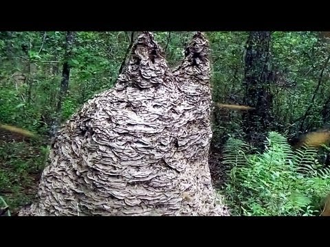 MASSIVE Yellow Jacket wasp nest in Florida